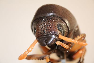 Borkenkäfer-Nahaufnahme - kleiner Käfer, große Wirkung! Nachweis: Reinhold John