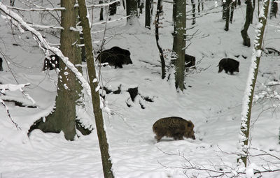 Wildschweine im Winter. Foto: LRA
