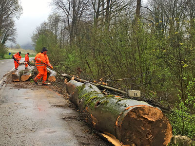 Verkehrssicherung Illenauer Wald