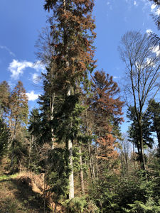 Trockenheits+Käferschaden Tanne_2019