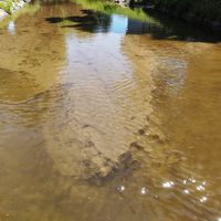 Schlammablagerung im Bereich der Pegelanlage in Wittelbach