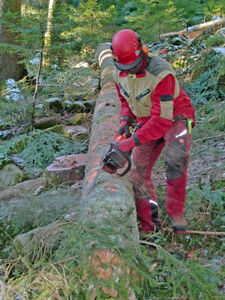 Schadholzbearbeitung