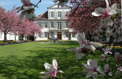Kirschblüte und Magnolie am neuen Rathaus der Stadt Lahr