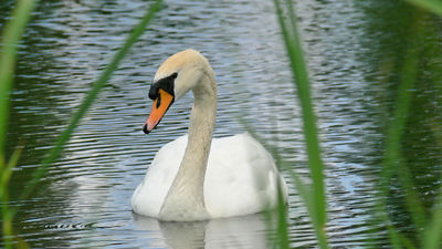 Hckerschwan bei der Gemeinde Schwanau