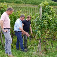 Landrat Frank Scherer (l.) auf Stippvisite auf dem Weingut Freiherr von und zu Franckenstein in Offenburg mit Inhaber Stefan Huschle (m.) und Johannes Werner, Weinbauberater beim Landratsamt Ortenaukreis (r.).