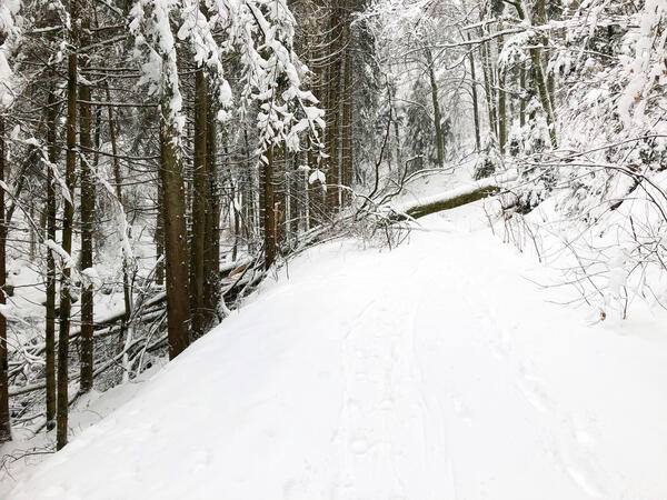 Schneebruch_umgestrzter Baum