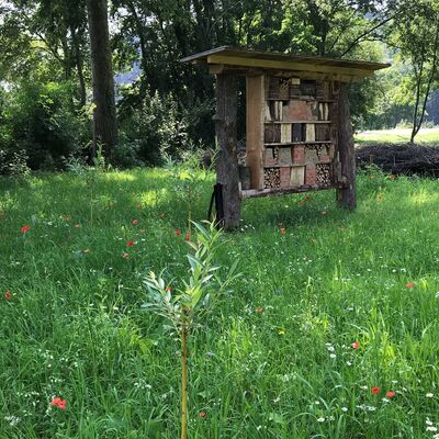 Foto 3 Insektenhotel mit Weidenstecklingen und Wiese