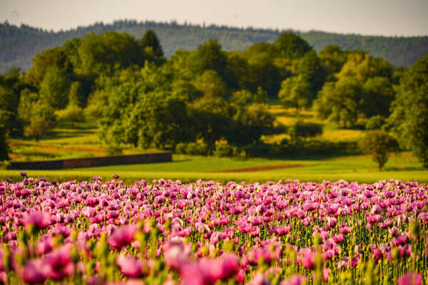 Reimund Baßler 2.0_Mohnblüten_Diersburg
