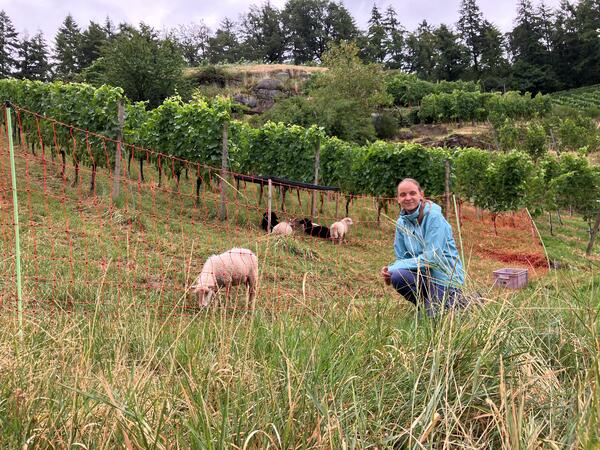 Schafe_Weinberg
