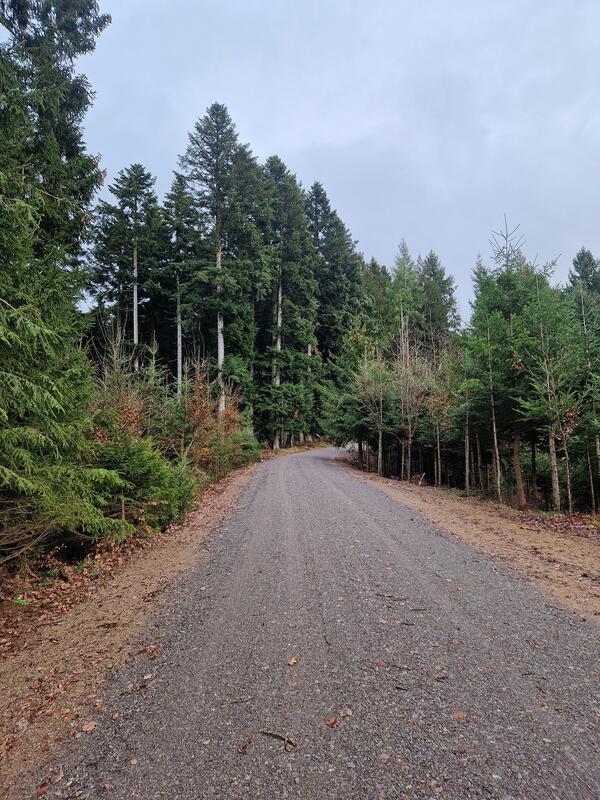 Waldweg