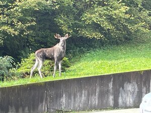 Elch bei Oberwolfach