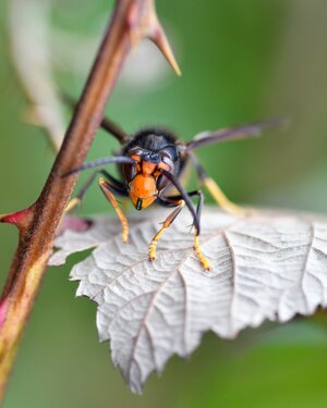 christels-hornet-9964335 1920